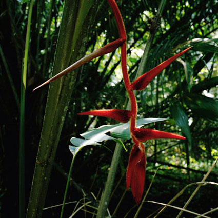 DianaMulilo